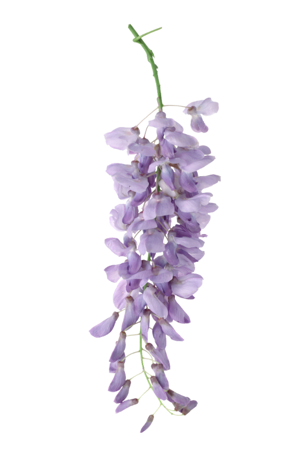 wisteria glycynia japońska